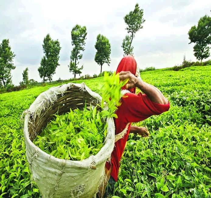 Nuwara Eliya Full day: 5Waterfalls, 2Tea Test & pick by TUK - Bluefield and Damro: Two Different Tea Factory Stops