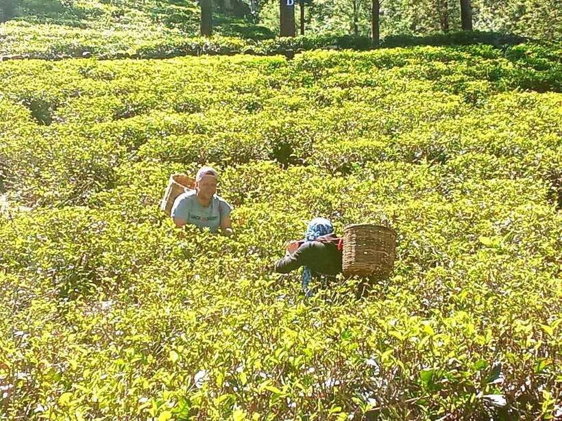 Nuwara Eliya: Tea Factory and Pickle Waterfalls Tuk Tuk Tour - Timing matters more than the headline duration