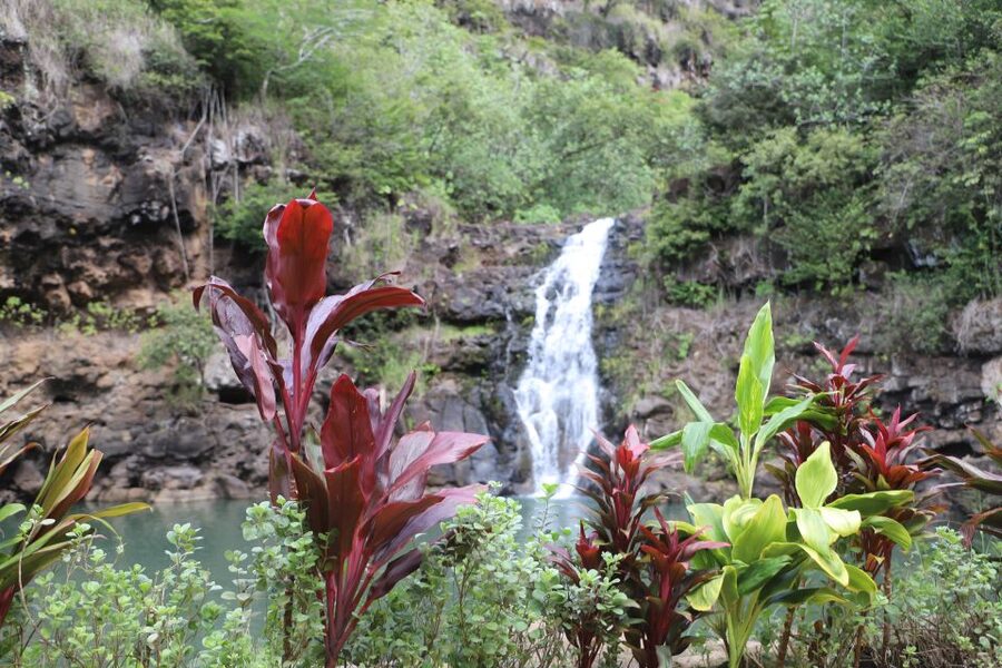 Oahu: Valley of Waimea Falls Swim & Hike with Lunch & Dole - Key points at a glance