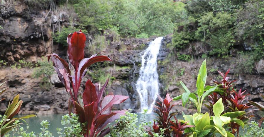 Oahu: Valley of Waimea Falls Swim & Hike with Lunch & Dole - Walking through Waimea Valley’s gardens