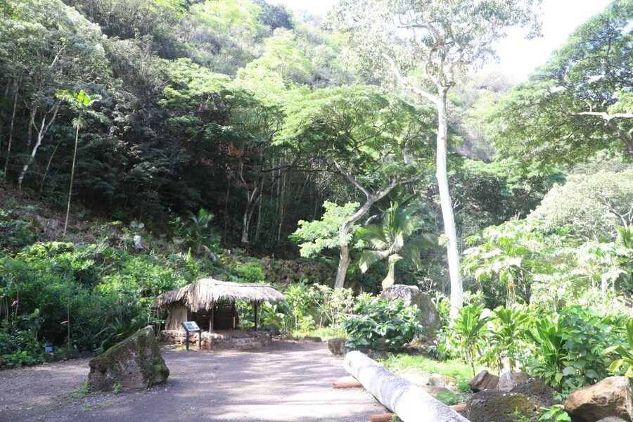 Oahu: Valley of Waimea Falls Swim & Hike with Lunch & Dole - Reaching Waimea Falls and deciding to swim