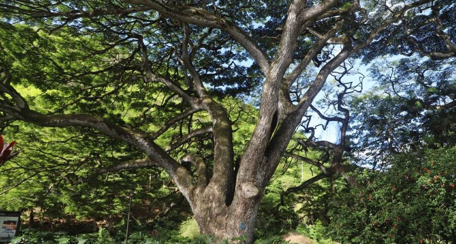 Oahu: Valley of Waimea Falls Swim & Hike with Lunch & Dole - Lunch with room to choose your own setting