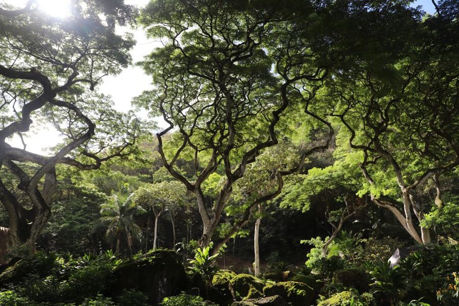 Oahu: Valley of Waimea Falls Swim & Hike with Lunch & Dole - A useful stop at Dole Plantation