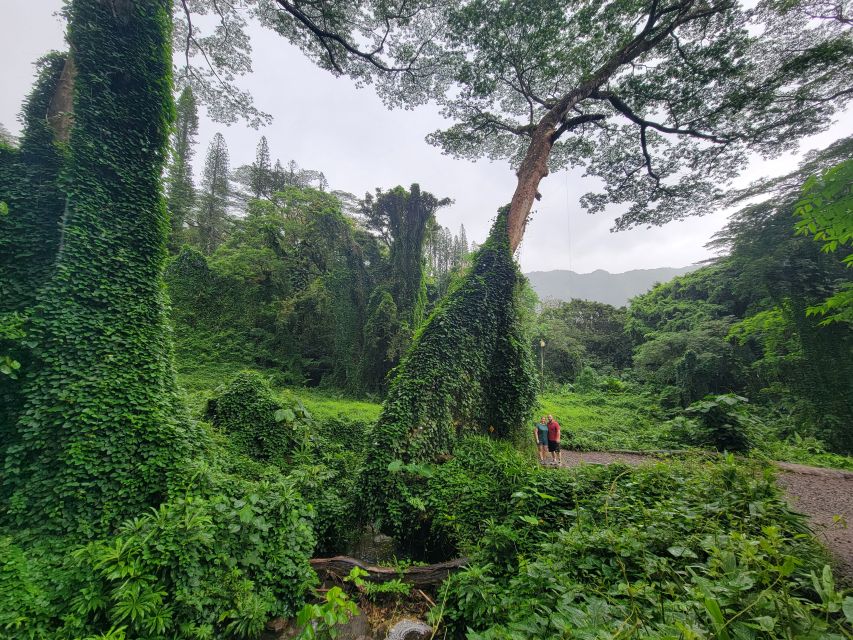 Oahu: Waikiki E-Bike Ride and Manoa Falls Hike - Who will enjoy this Oahu e-bike tour?