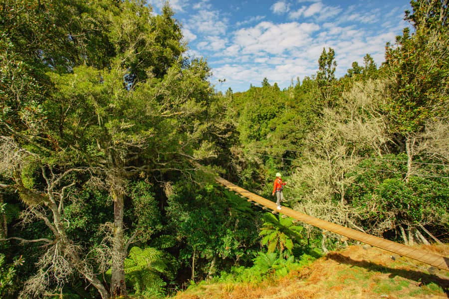 Okere Falls: Zipline over Waterfalls Experience - Swing bridges, boardwalks, and the native forest