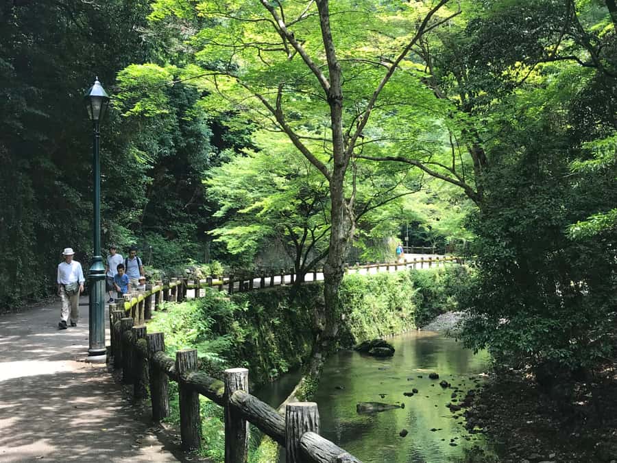 Osaka: Mino Forest Walk and Giant Waterfall with Local Lunch - The return walk is easier, then lunch becomes the reward