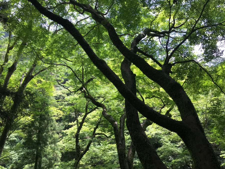Osaka: Mino Forest Walk and Giant Waterfall with Local Lunch - Practical details before you go