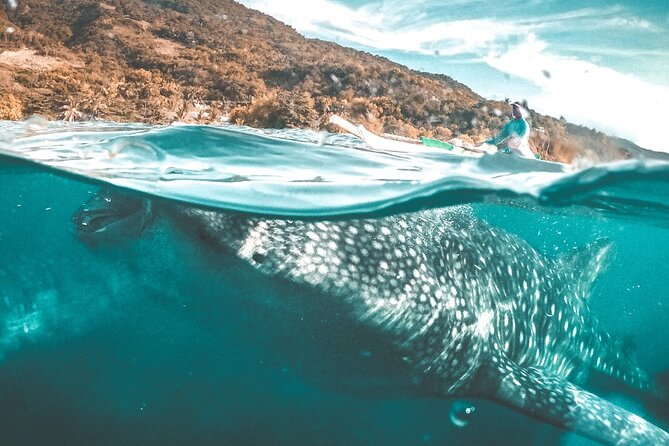 Oslob Whale Shark Private Tour with Sumilon & Tumalog Falls - The 3:00 am start and the long road south