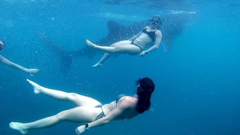 Oslob Whale Shark Swimming & Kawasan Falls Canyoneering - Who should book this experience?