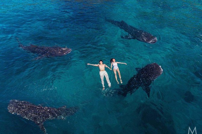 Oslob Whale Shark & Tumalog Falls & Kawasan Falls Canyoneering - Why this Cebu day requires an early start