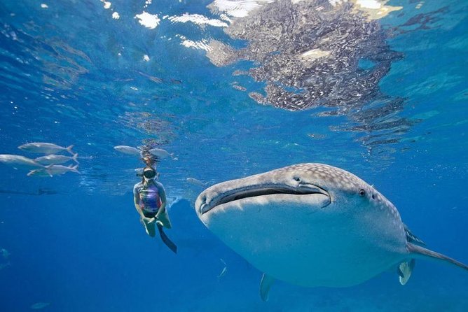 Oslob Whale Shark & Tumalog Falls & Kawasan Falls Canyoneering - Who will enjoy this tour most