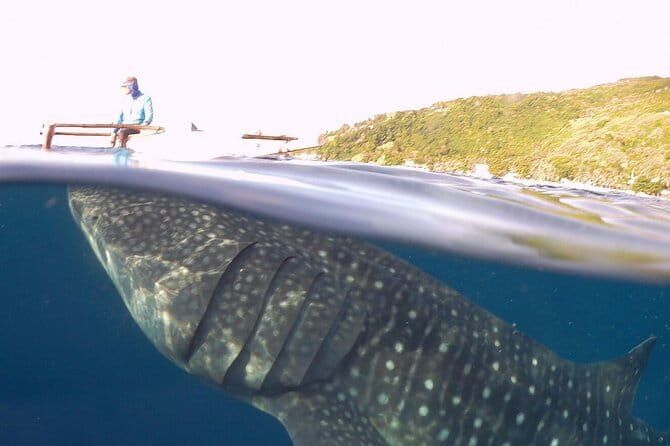 Oslob Whale Shark & Tumalog Waterfalls & Sumilon Sandbar - The Oslob whale shark encounter