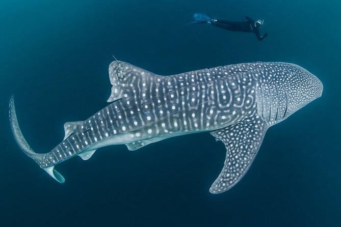 Oslob Whale Shark & Tumalog Waterfalls & Sumilon Sandbar - The ride back to Cebu City