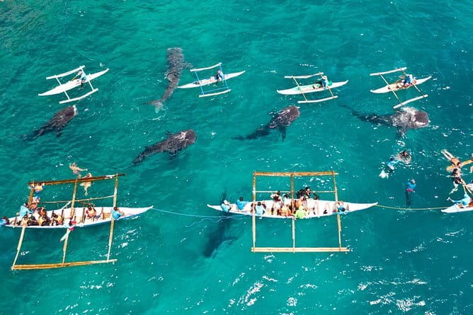 Oslob Whale Shark & Tumalog Waterfalls & Sumilon Sandbar - The 3:00 a.m. start and long road south