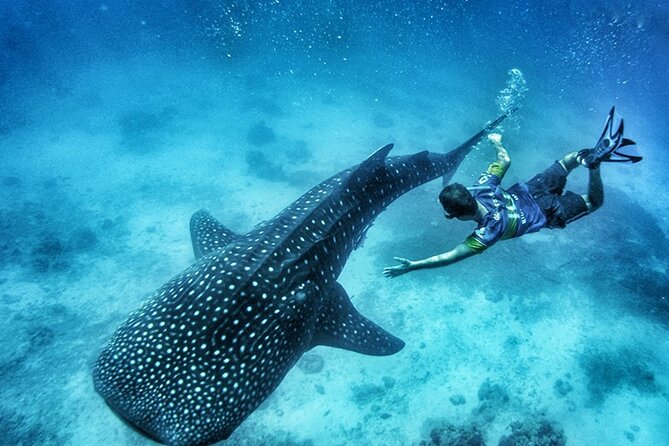 Oslob Whale Shark Watching + Kawasan Falls Day Tour - Quick take: what matters most