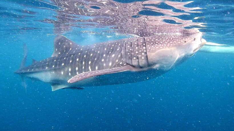 Oslob: Whale Sharks, Inambakan Falls & Moalboal Sardines - Key points to know before booking