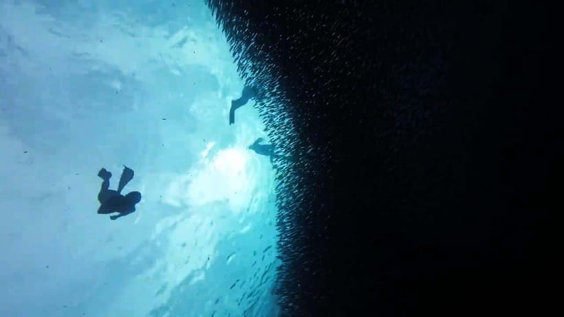 Oslob: Whale Sharks, Inambakan Falls & Moalboal Sardines - Guides, drivers, and the human side of the day