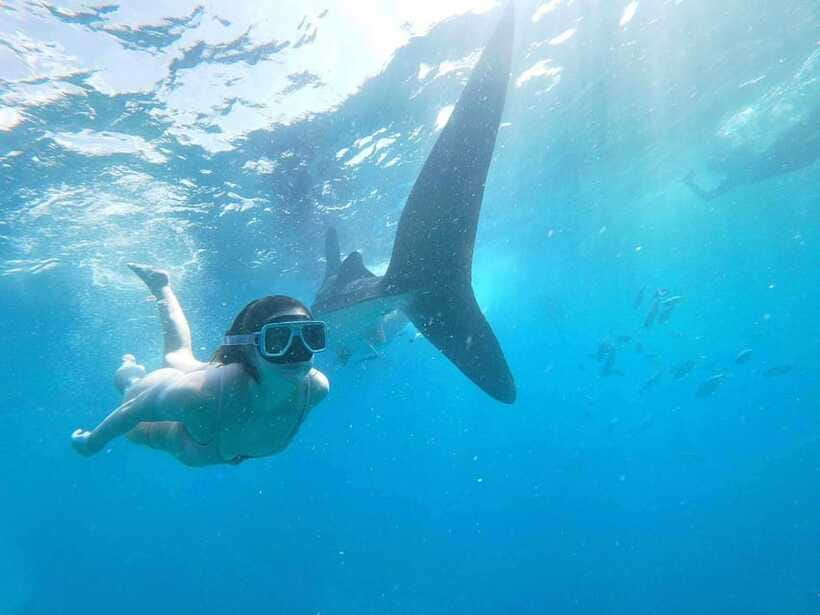 Oslob: Whale Sharks, Tumalog Falls & Sumilon Trio Adventure - Who will enjoy this best