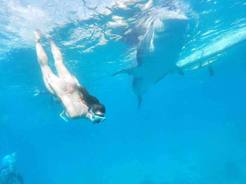 Oslob: Whale Sharks, Tumalog Falls & Sumilon Trio Adventure - Should you book the Oslob trio?