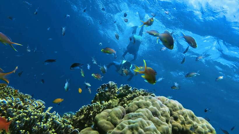 Oslob: Whaleshark Swimming, Inambakan Falls & Moalboal Tour - Three South Cebu highlights packed into one day