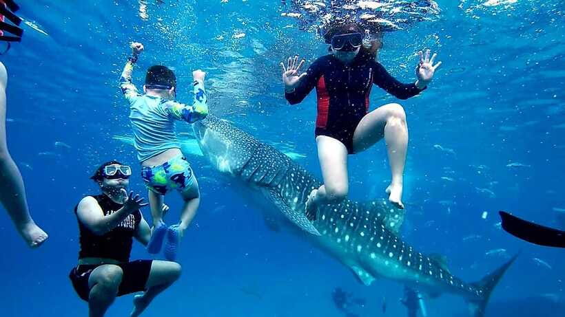 Oslob: Whaleshark Swimming, Inambakan Falls & Moalboal Tour - What the private format really adds