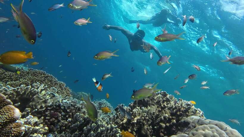 Oslob: Whaleshark Swimming, Inambakan Falls & Moalboal Tour - What to bring for a wet, early day