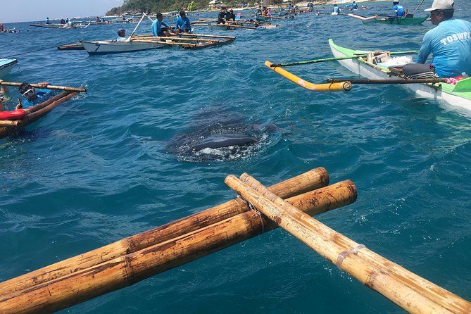 Oslob WhaleSharks, Aguinid Falls & Kawasan Main (Gatorade) Falls - Meeting the whale sharks at Tan-awan