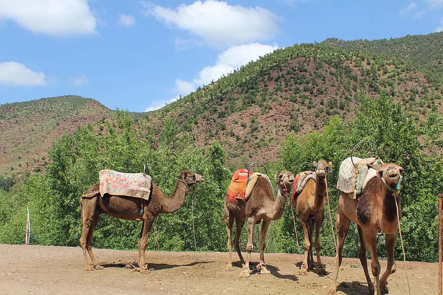Ourika Valley, Atlas Mountains, Waterfalls & Guided Tour - What the $22 price really includes