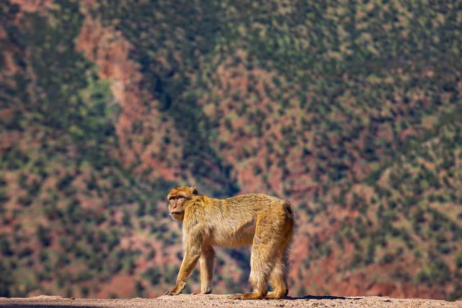 Ouzoud Waterfalls: Day Trip from Marrakech - The Boat Ride at the Base