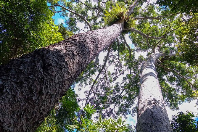 Paronella Park and Millaa Millaa Falls Full-day Tour from Cairns - Why this full-day trip works from Cairns