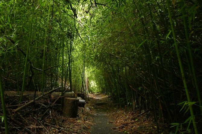 Paronella Park and Millaa Millaa Falls Full-day Tour from Cairns - Food and guiding improve the value