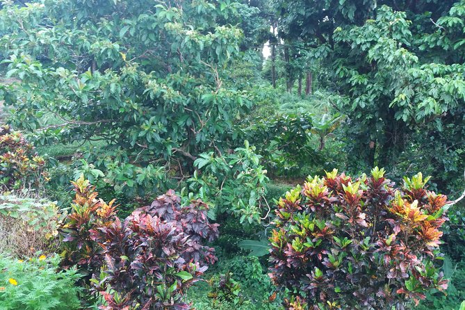 Pepper's Choice : Waterfalls, Sulphur Spa & Black Sand Beach - Why this six-hour route works so well