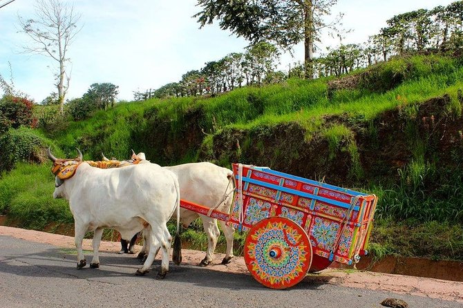 Poas Volcano + Coffee Plantations & La Paz Waterfall Gardens Trip from San Jose - Guides can shape the whole experience