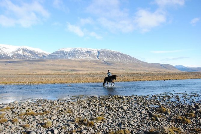Private 3-Hour Horseback Riding Tour - Choosing the right Icelandic horse