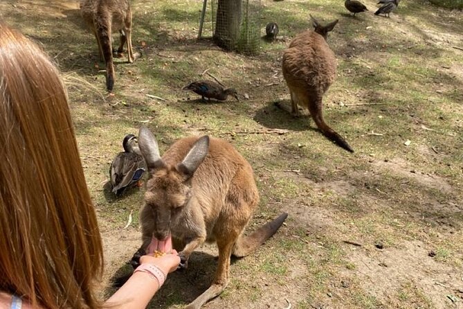Private Blue Mountains Tour | Waterfalls, Koalas & Views - Scenic World offers thrills at an extra cost