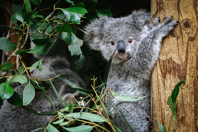 Private Blue Mountains Tour | Waterfalls, Koalas & Views - Lincoln’s Rock gives you an early mountain view