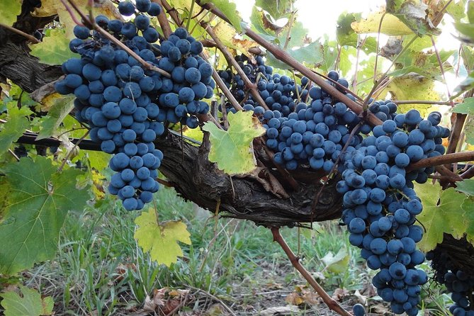 Private Customizable Niagara Wine, Beer, and Spirits Day Tour - What the vehicle and guide add