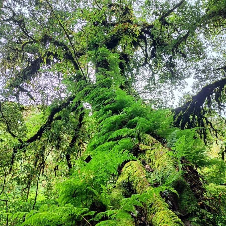 Private Day Tour Doi Inthanon With Mae Ya Waterfall - Why Doi Inthanon makes a good day from Chiang Mai