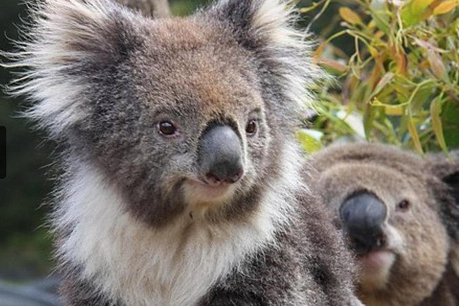 Private Half Day Tour: World Heritage Rainforest & Waterfall - Davies Creek National Park and the 40-minute swim