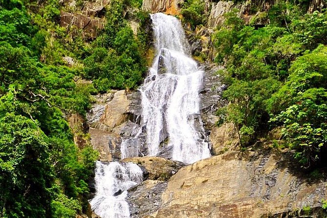 Private Half Day Tour: World Heritage Rainforest & Waterfall - The small details that bring the forest to life
