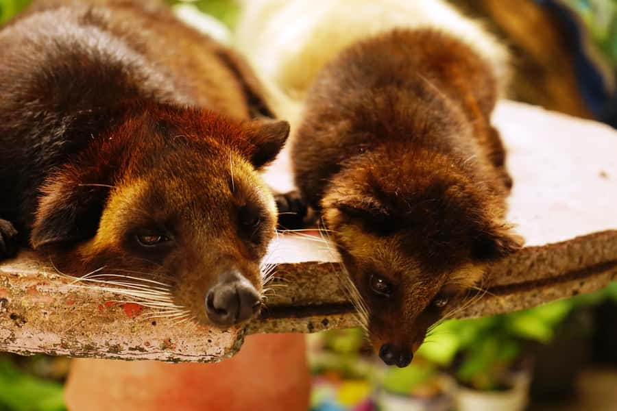 Private Sekumpul Waterfall Hiking Tour - Kopi luwak at the plantation