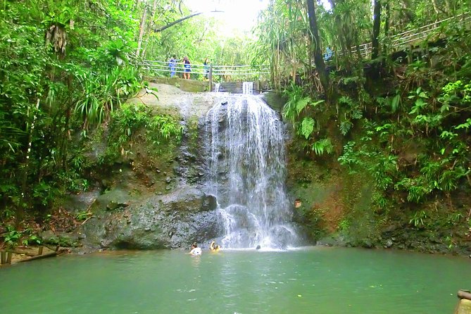 Private Suva Nature and Waterfall Tour - A forest walk with birds and local plant life