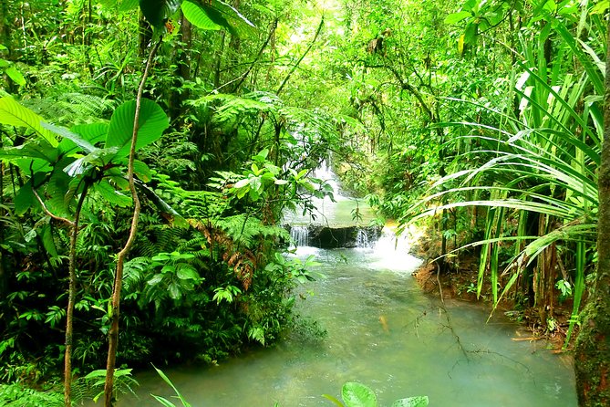 Private Suva Nature and Waterfall Tour - What the private guide adds