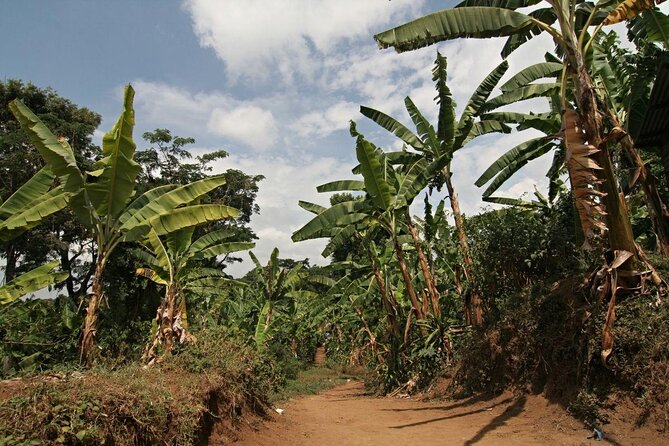 Private Tour to Marangu Waterfalls, Chagga Caves, Coffee tour & Hot Springs - Relaxing at Kikuletwa Hot Springs