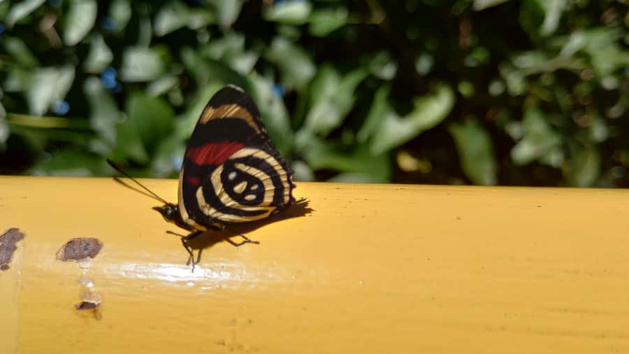 Puerto Iguazú: Brazilian Falls Half-Day Panoramic Tour - Time at the upper lookout and gift shop