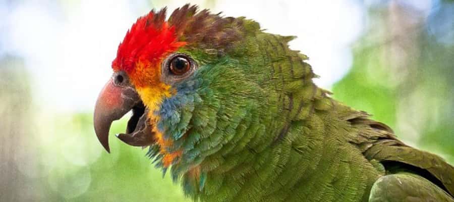 Puerto Iguazu: Iguaza Falls Brazilian Side & Bird Park Tour - Food, timing, and the practical details