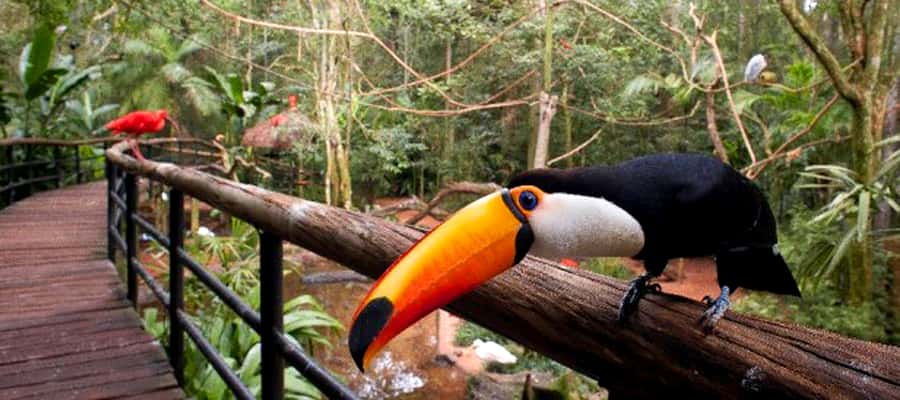 Puerto Iguazu: Iguaza Falls Brazilian Side & Bird Park Tour - Who should book this day trip?