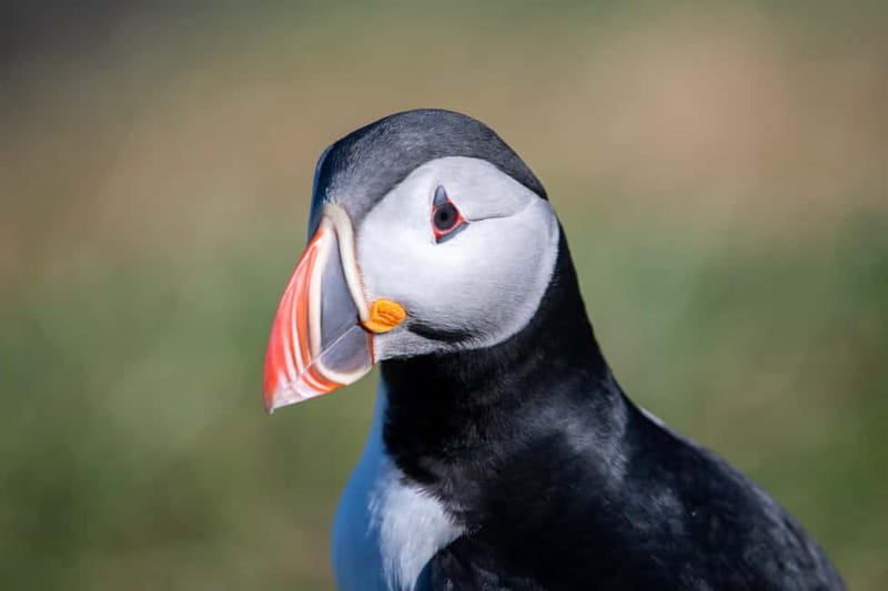 Puffin & Gufufoss Waterfall Tour from Seydisfjordur Port - Key points to know before booking