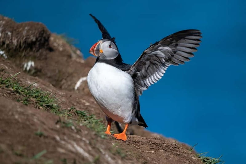 Puffin & Gufufoss Waterfall Tour from Seydisfjordur Port - Borgarfjörður Eystri and the small village pause