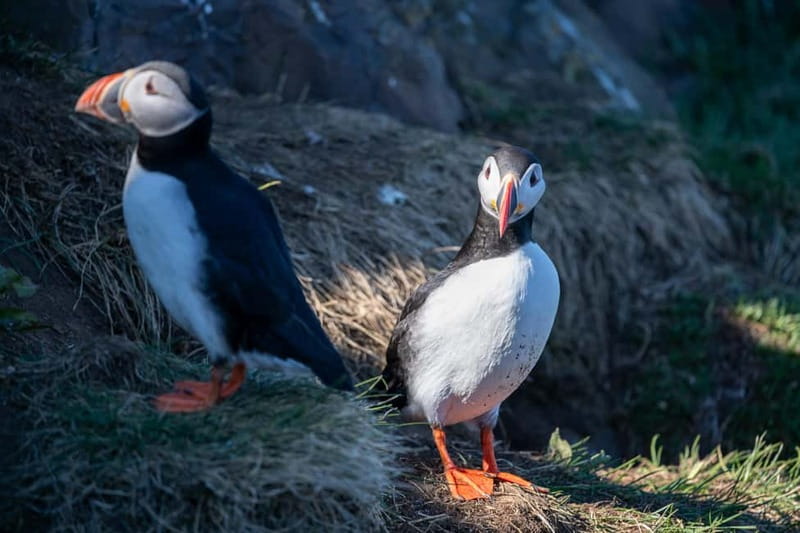 Puffin & Gufufoss Waterfall Tour from Seydisfjordur Port - Timing, comfort, and port-day practicalities